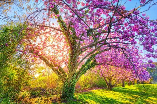 Весенние цветущие деревья (73 фото)
