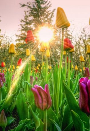 Весна солнце цветы (56 фото)
