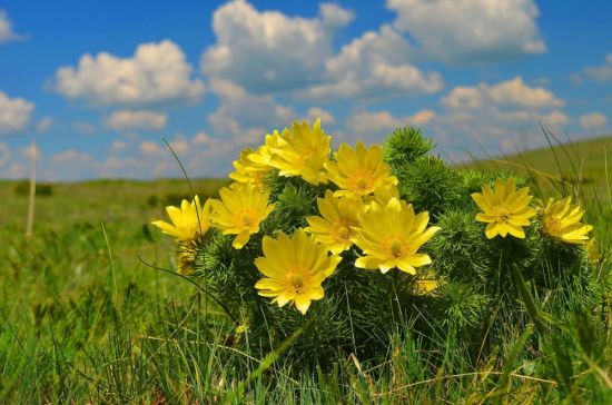Цветок адонис весенний (13 фото)