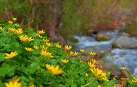 Желтые весенние Лесные цветы (61 фото)