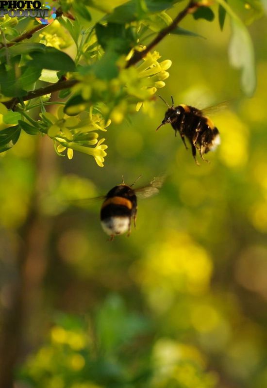Пчелы весной (59 фото)