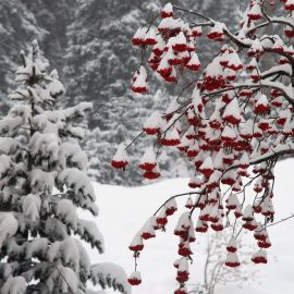 Рябина зимой (139 фото)