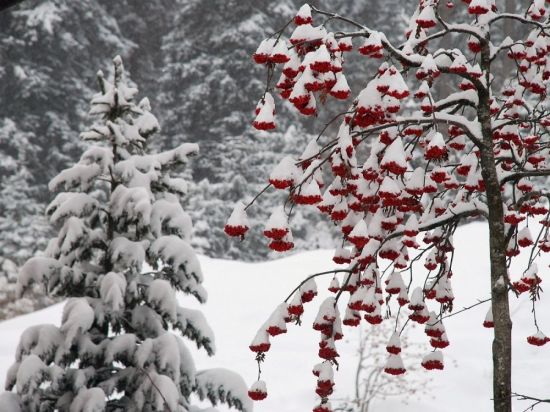 Рябина зимой (139 фото)