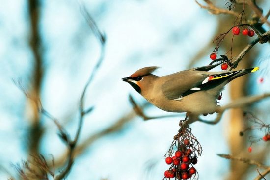 Птицы Подмосковья зимой (148 фото)