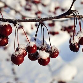 Зимняя вишня (135 фото)