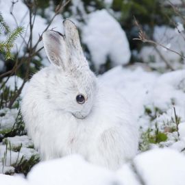 Заяц зимой (140 фото)
