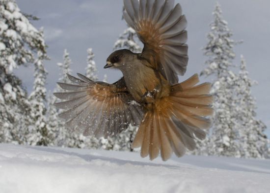 Зимние птицы Сибири (145 фото)