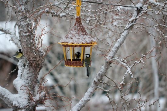 Кормушки для птиц зимой (139 фото)