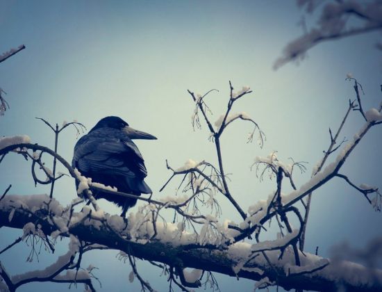 Ворона зимой (87 фото)