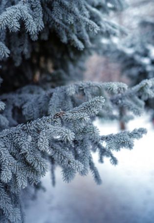 Елочка зимой (72 фото)