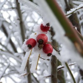 Шиповник зимой (83 фото)