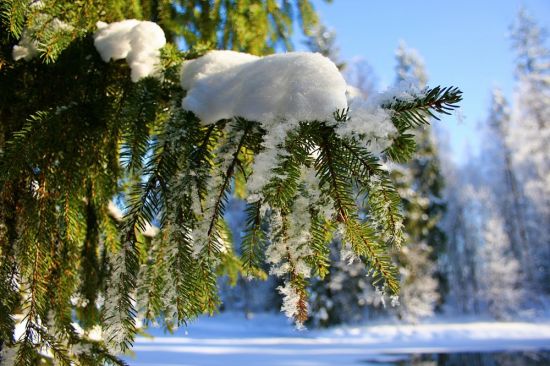 Зима декабрь (94 фото)