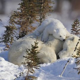Медведь зимой (83 фото)