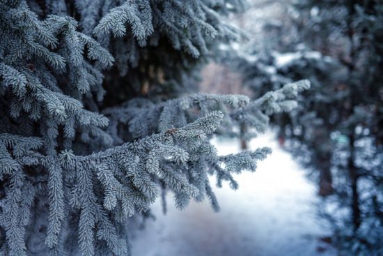 Елка зимой (51 фото)