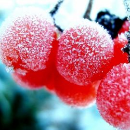 Зимние фрукты (41 фото)