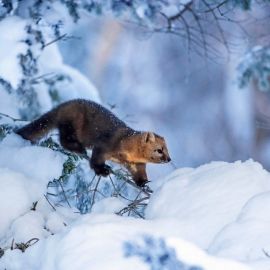 Дикие животные зимой (68 фото)
