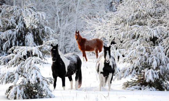 Лошади зимой (64 фото)