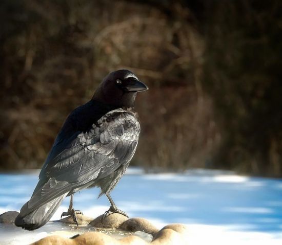 Птицы зимой ворона (45 фото)