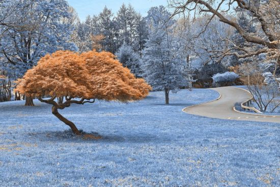 Деревья зимой (37 фото)