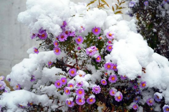 Зимние цветы уличные (45 фото)