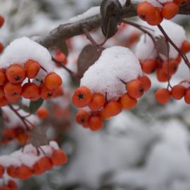 Зимние ягоды (51 фото)