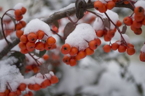 Зимние ягоды (51 фото)