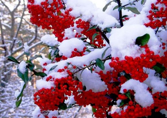 Калина зимой (47 фото)