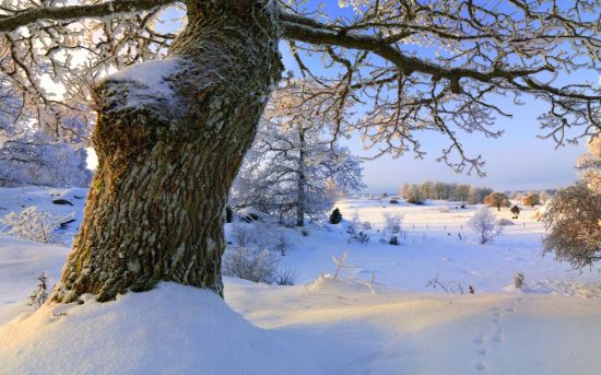 Зимний дуб (31 фото)