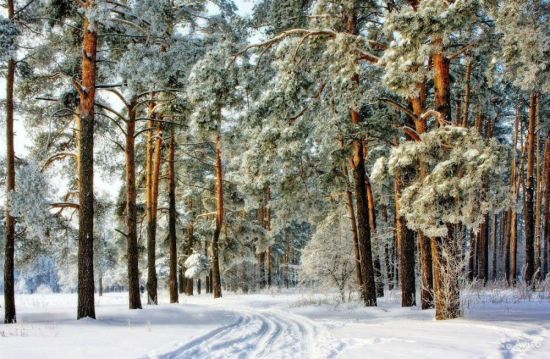 Сосновый Бор зимой (34 фото)
