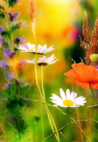 Летние полевые цветы (59 фото)