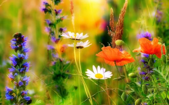 Летние полевые цветы (59 фото)