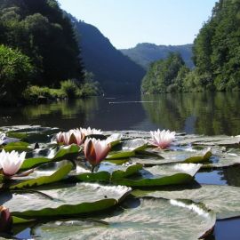 Лилии на озере (59 фото)