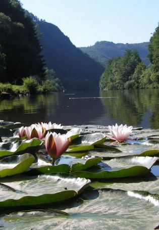 Лилии на озере (59 фото)