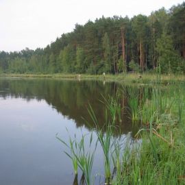 Черное озеро Щелковский район (66 фото)