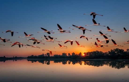 Птицы в небе (61 фото)