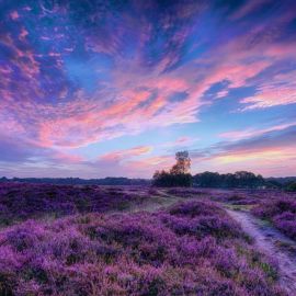 Фиолетовое небо (73 фото)