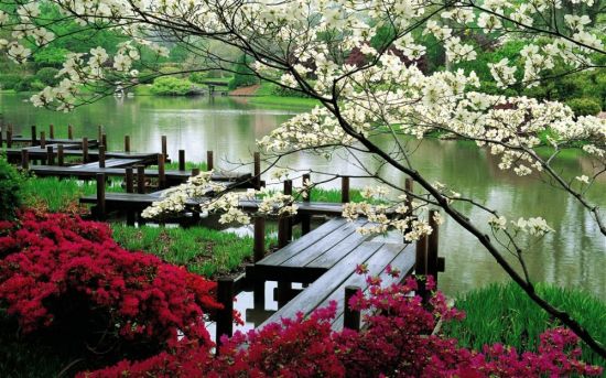 Японский сад (34 фото)