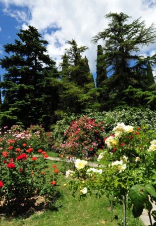Никитский Ботанический сад в Крыму (57 фото)