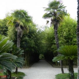 Ботанический сад Сухум (61 фото)