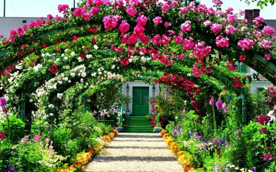 Плетистая роза в саду (44 фото)