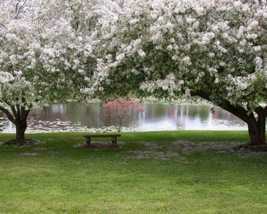 Яблоневый сад в цвету (35 фото)