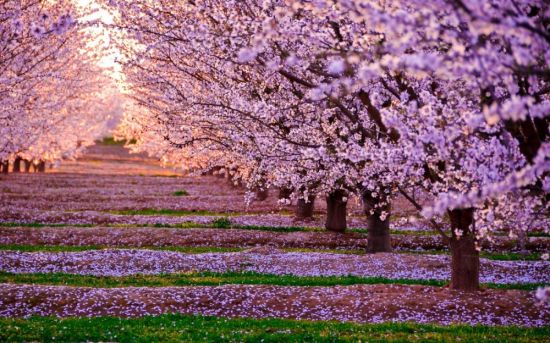 Цветущий вишневый сад (37 фото)
