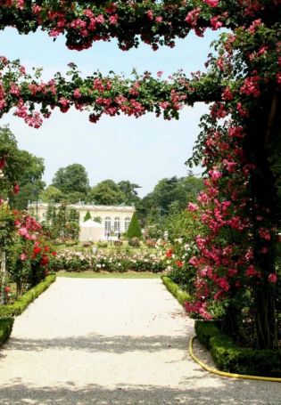 Розовый сад (33 фото)
