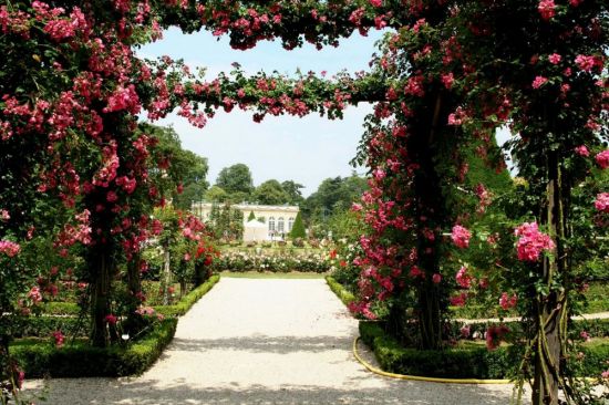 Розовый сад (33 фото)
