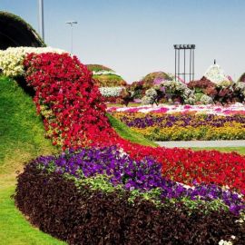 Сад чудес в Дубае (46 фото)