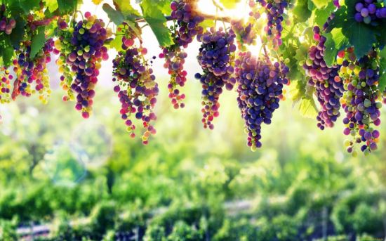 Виноград в саду (27 фото)