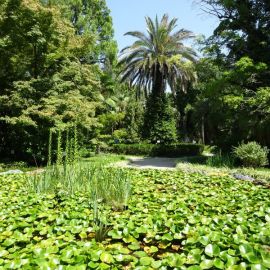 Сухумский Ботанический сад (44 фото)