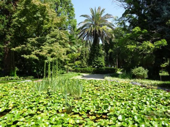 Ботанический сад Абхазия (56 фото)