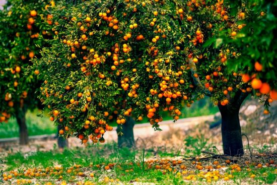 Апельсиновый сад (28 фото)