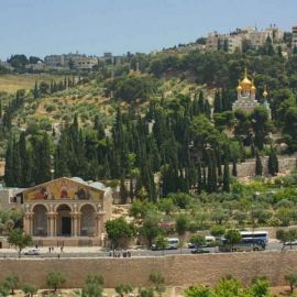 Гефсиманский сад в Иерусалиме (32 фото)
